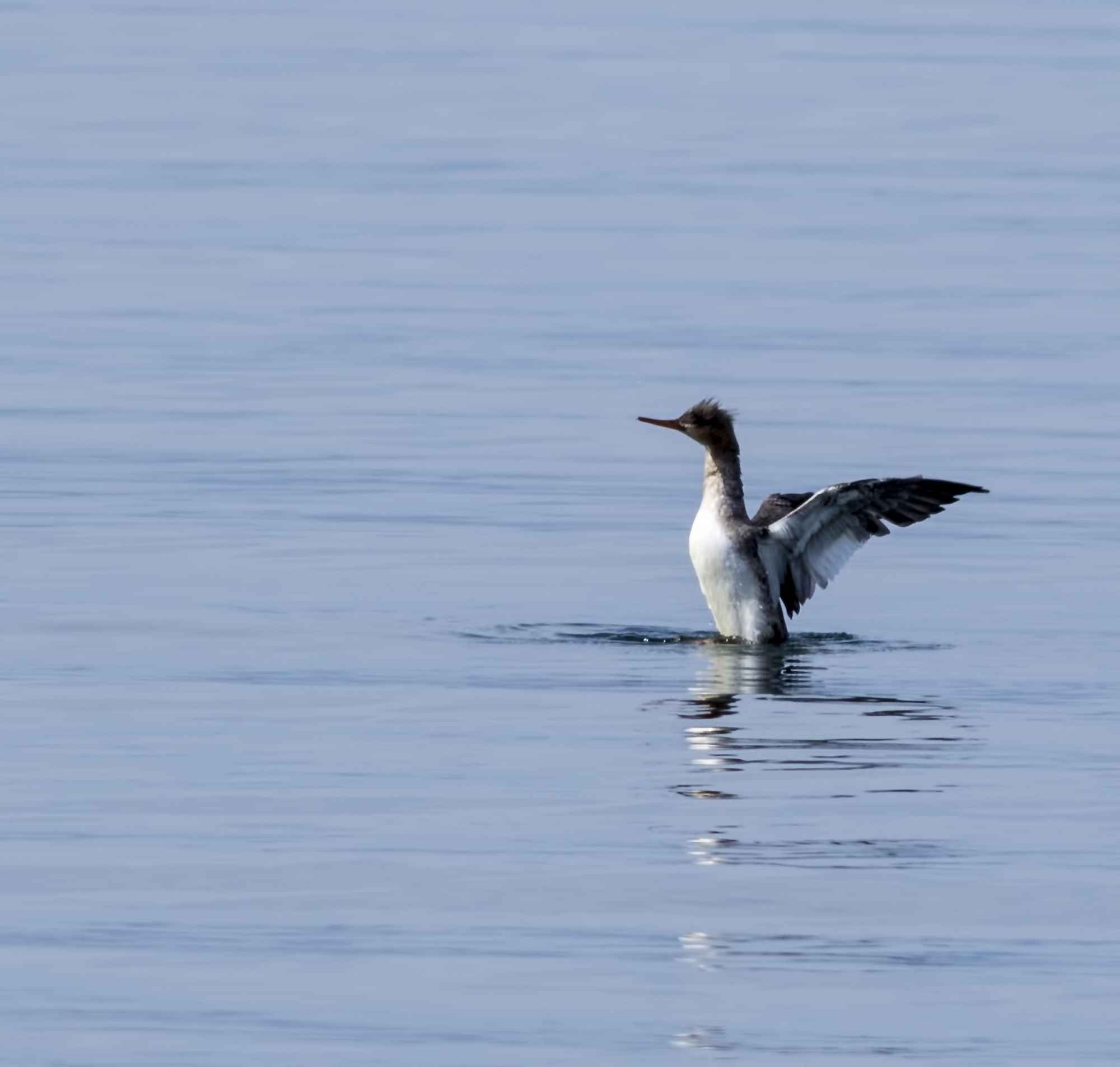 Red-breasted Merganser